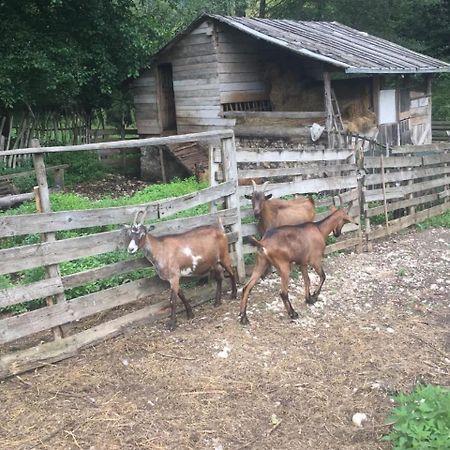 Hotel Eco Camp Dzogaska Vrela Pljevlja Esterno foto