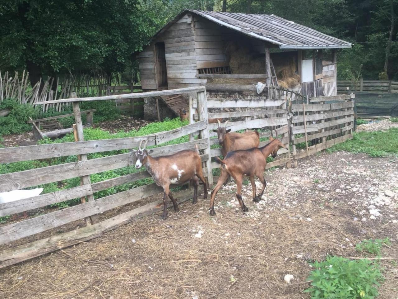 Hotel Eco Camp Dzogaska Vrela Pljevlja Esterno foto